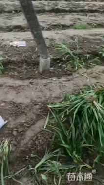 高度50厘米吉祥草