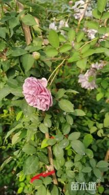 高度50厘米月季