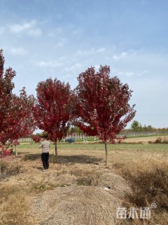 12公分美国红枫-红冠