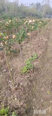 高度100厘米月季