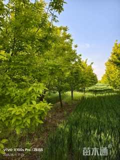 10公分金叶白蜡