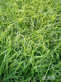 高度50厘米崂峪苔草
