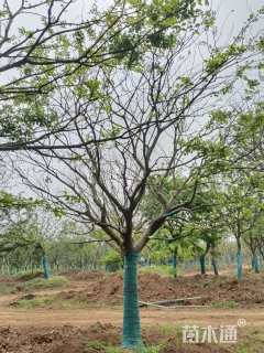 25公分朴树