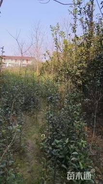 2公分椤木石楠