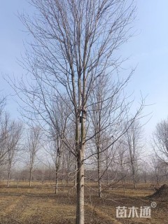 20公分美国红枫-秋火焰