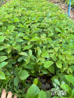 30公分黄花风铃木