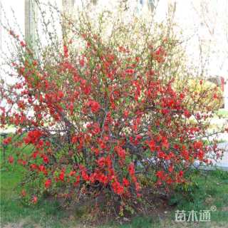高度100厘米贴梗海棠