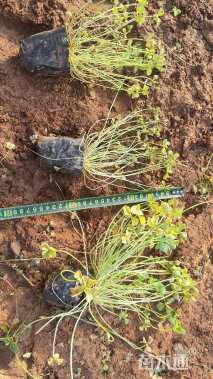 高度30厘米红花酢浆草