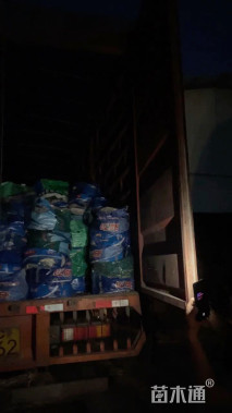 高度25厘米细叶芒