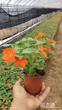 高度20厘米非洲凤仙