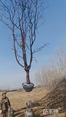 10公分枣树