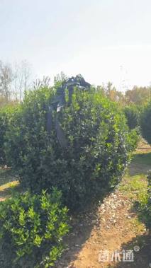 冠幅120厘米大叶黄杨球