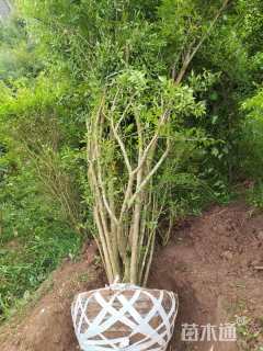 高度400厘米花石榴