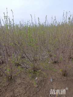 高度150厘米丛生蜡梅