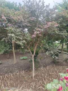 高度250厘米红花继木