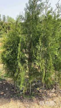 高度150厘米侧柏