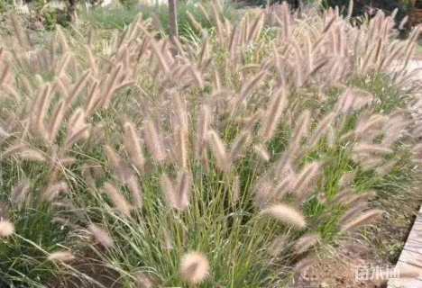 高度30厘米金红羽狼尾草