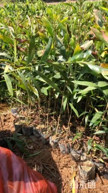 0.10公分大叶相思