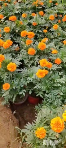 高度30厘米万寿菊