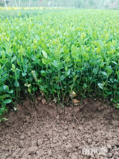 主蔓长20厘米小叶扶芳藤