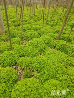 高度25厘米紫云英