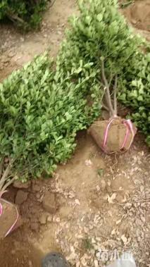 高度100厘米大叶黄杨