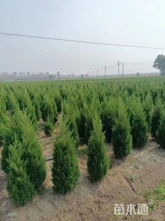 高度50厘米塔柏