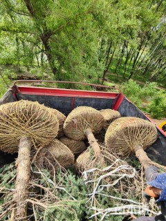 高度500厘米青海云杉