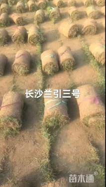 草卷状中华结缕草