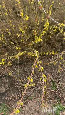 高度180厘米连翘