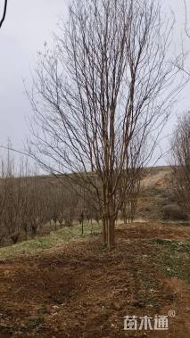 高度600厘米丛生紫薇