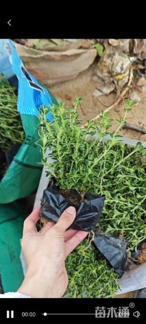 高度20厘米六月雪