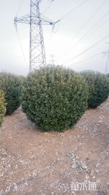 冠幅180厘米大叶黄杨球