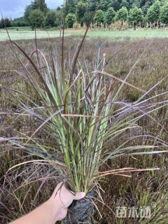 高度45厘米紫叶狼尾草