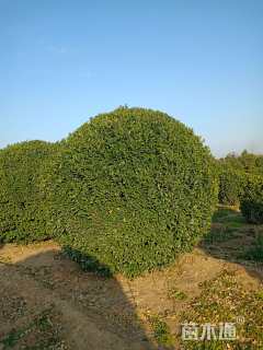 冠幅300厘米大叶黄杨球