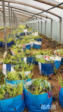 高度30厘米石菖蒲