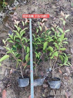 0.1公分红叶石楠