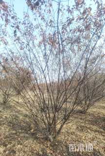 高度350厘米丛生榆叶梅