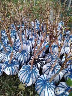 高度50厘米牡丹