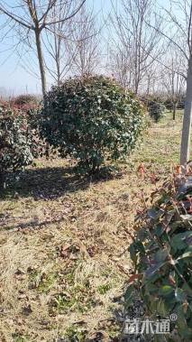 冠幅180厘米红叶石楠球