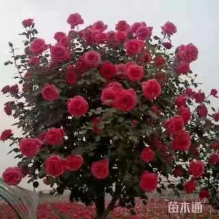 4公分独杆月季
