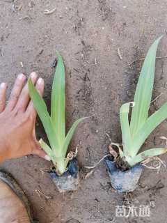 高度20厘米蓝花鸢尾