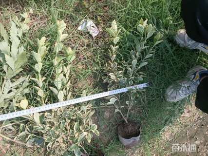 高度45厘米金边黄杨