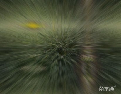 高度50厘米云南黄馨