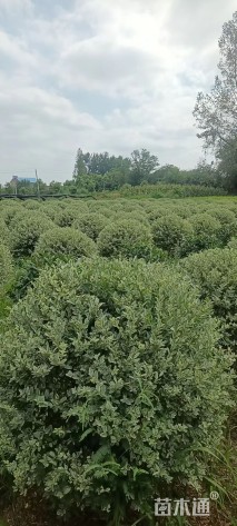 冠幅80厘米银姬小蜡球