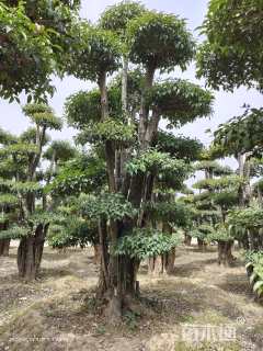 40公分大叶女贞