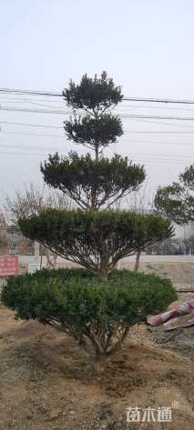 高度300厘米黄杨