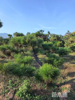 10公分造型黑松