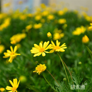 高度40厘米黄金菊