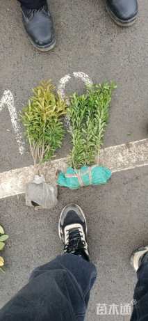 高度30厘米雀舌黄杨